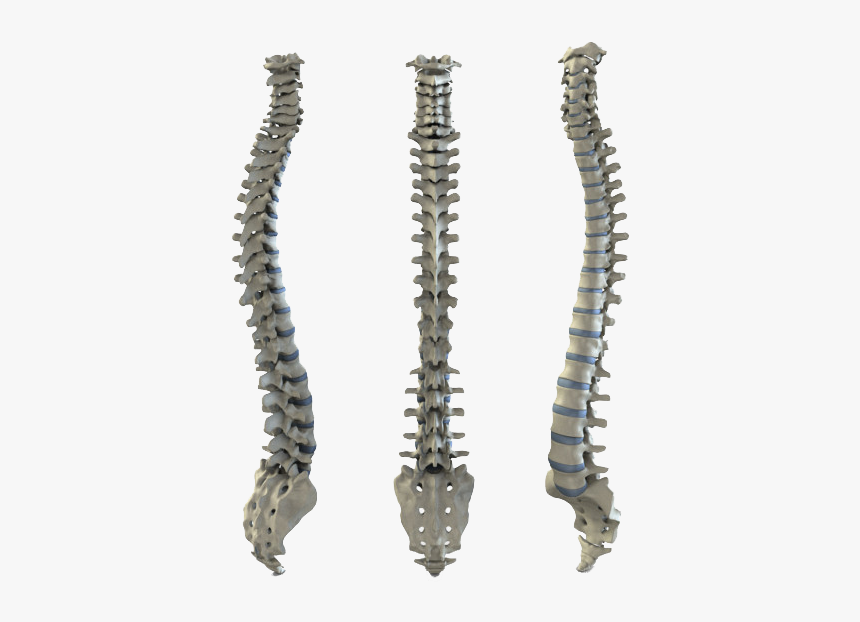 Spinal Cord Png, Transparent Png, Free Download