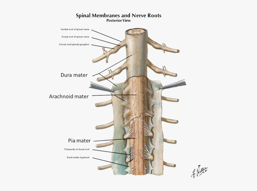 Picture - Spinal Cord Denticulate Ligaments, HD Png Download, Free Download