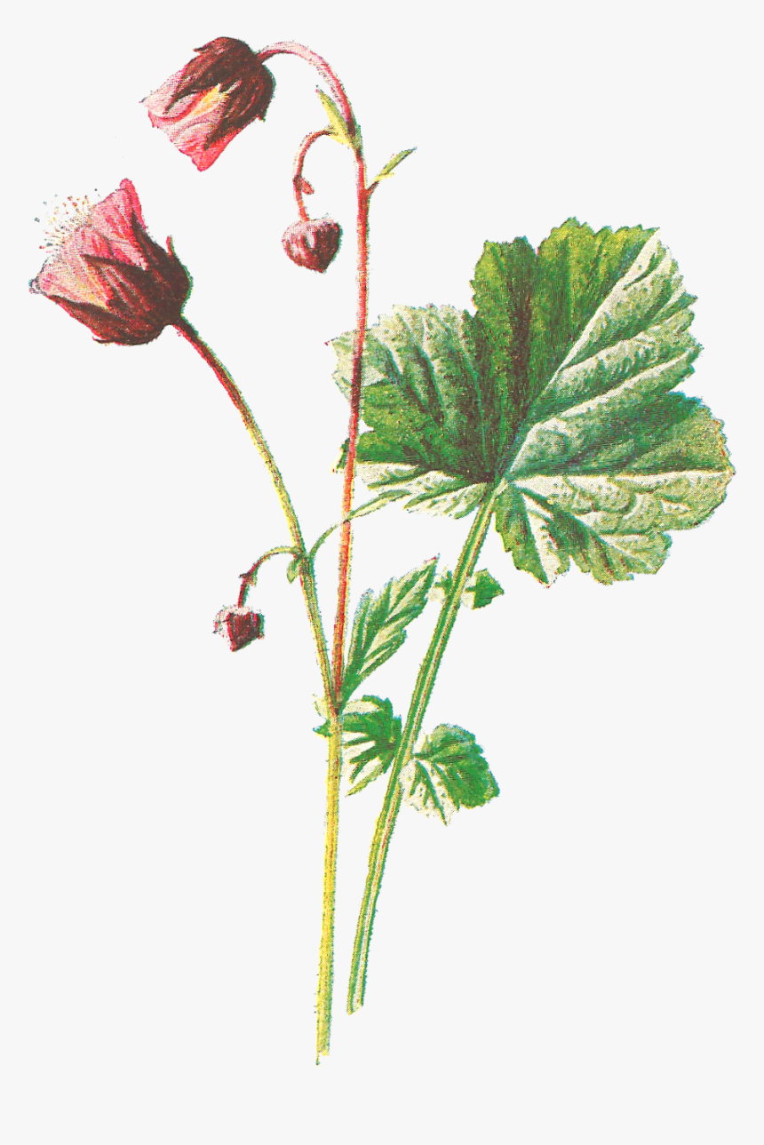 Water Avens, HD Png Download, Free Download