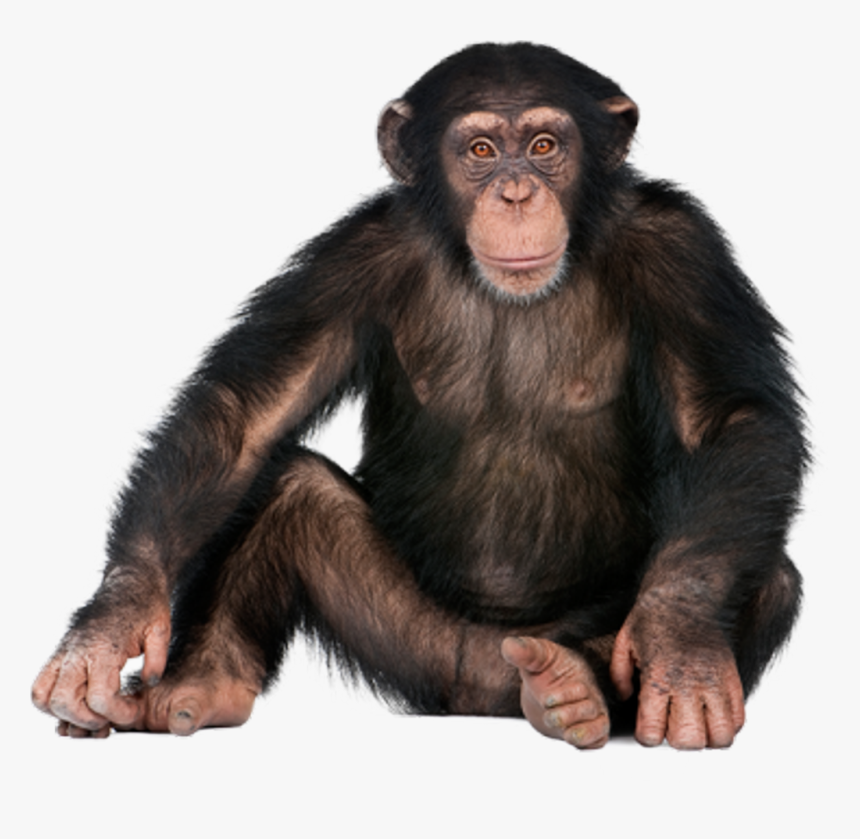 Chimpanzee Png - Monkey Png, Transparent Png, Free Download