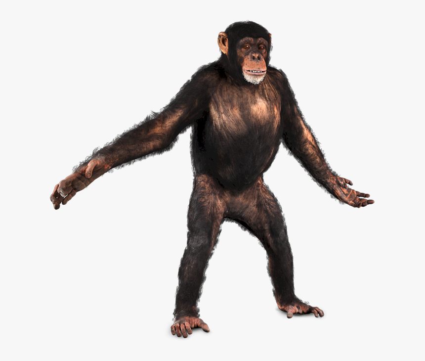 Chimpanzee Png, Transparent Png, Free Download