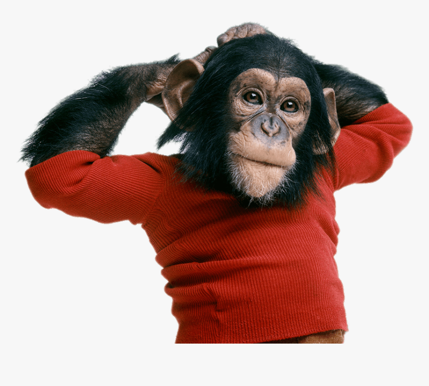 Chimpanzee Wearing Sweater - Project Nim, HD Png Download, Free Download