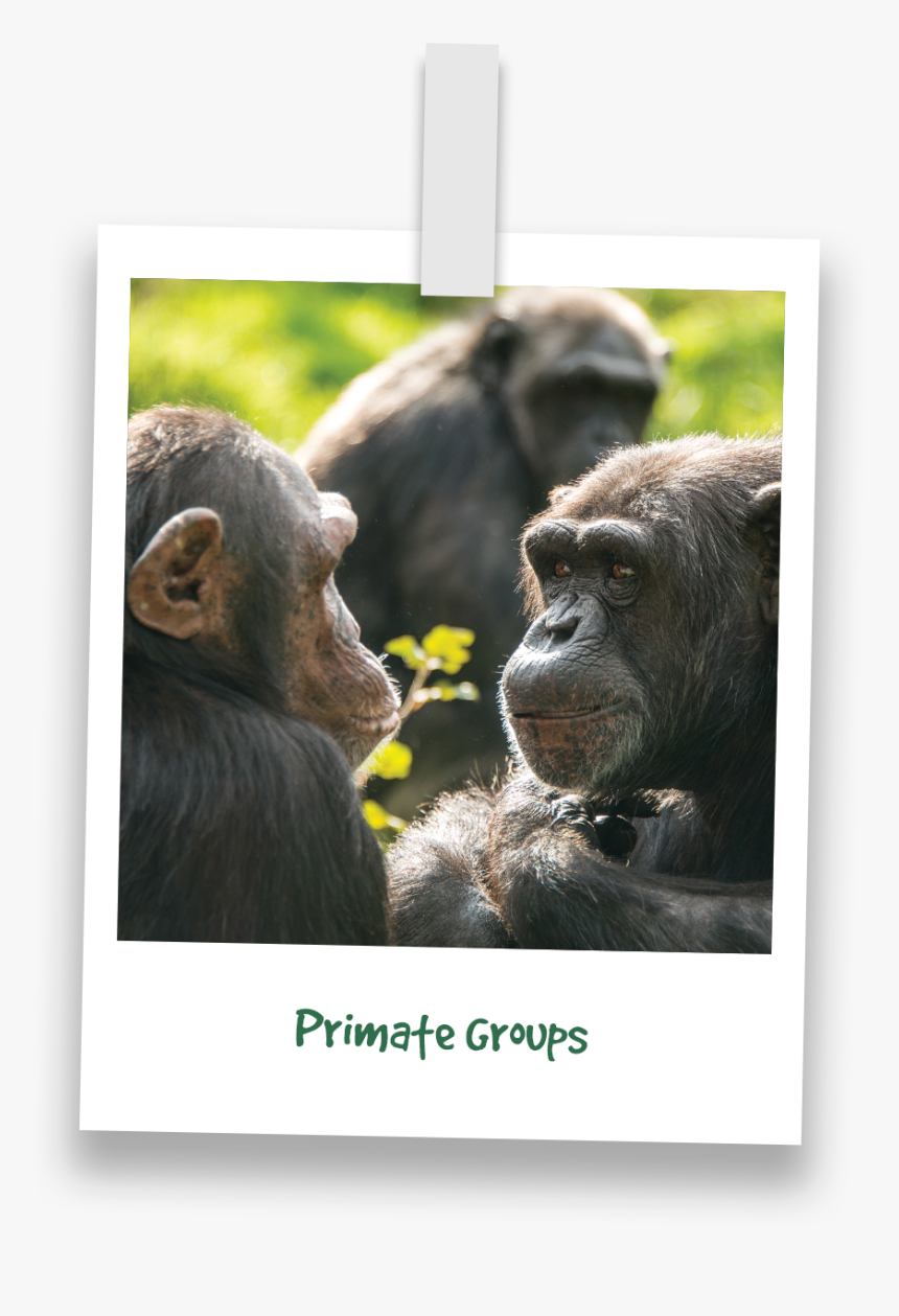 Transparent Chimp Png - Common Chimpanzee, Png Download, Free Download