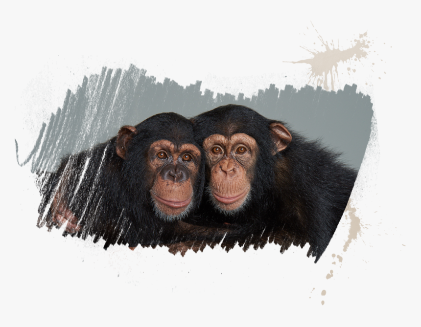 Clip Art Pictures Of Chimpanzee - Vali And Sugriva Chimps, HD Png Download, Free Download