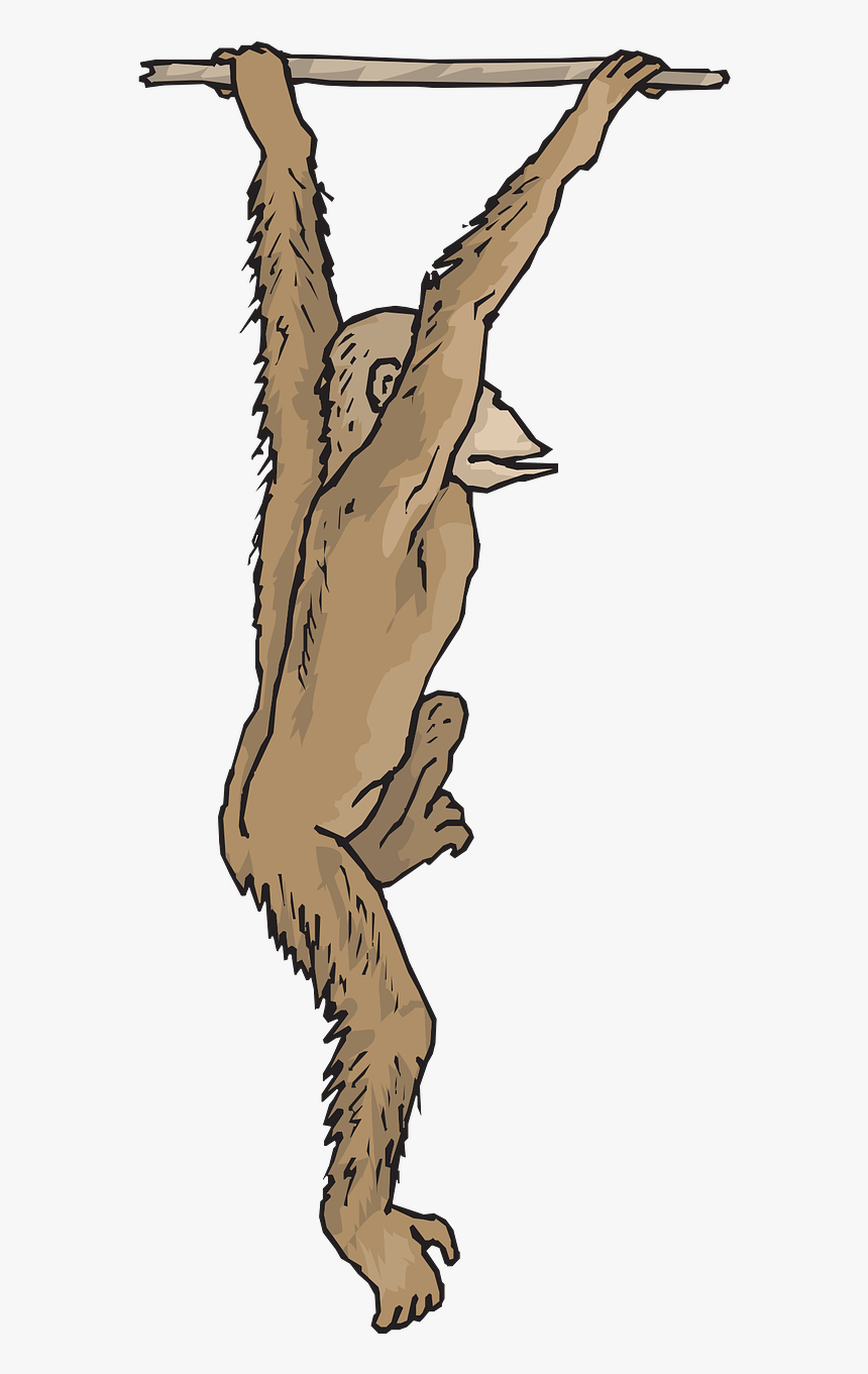 Png Chimpance Colgado, Transparent Png, Free Download