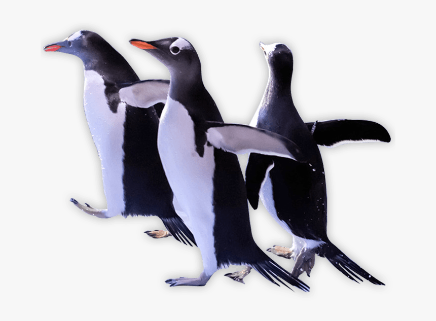 Download Penguins Png Transparent Images Transparent - Adã©lie Penguin, Png Download, Free Download