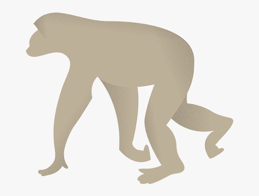 Baboon, HD Png Download, Free Download