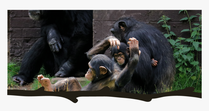 Common Chimpanzee, HD Png Download, Free Download