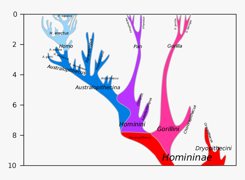 Hominini Lineage, HD Png Download, Free Download