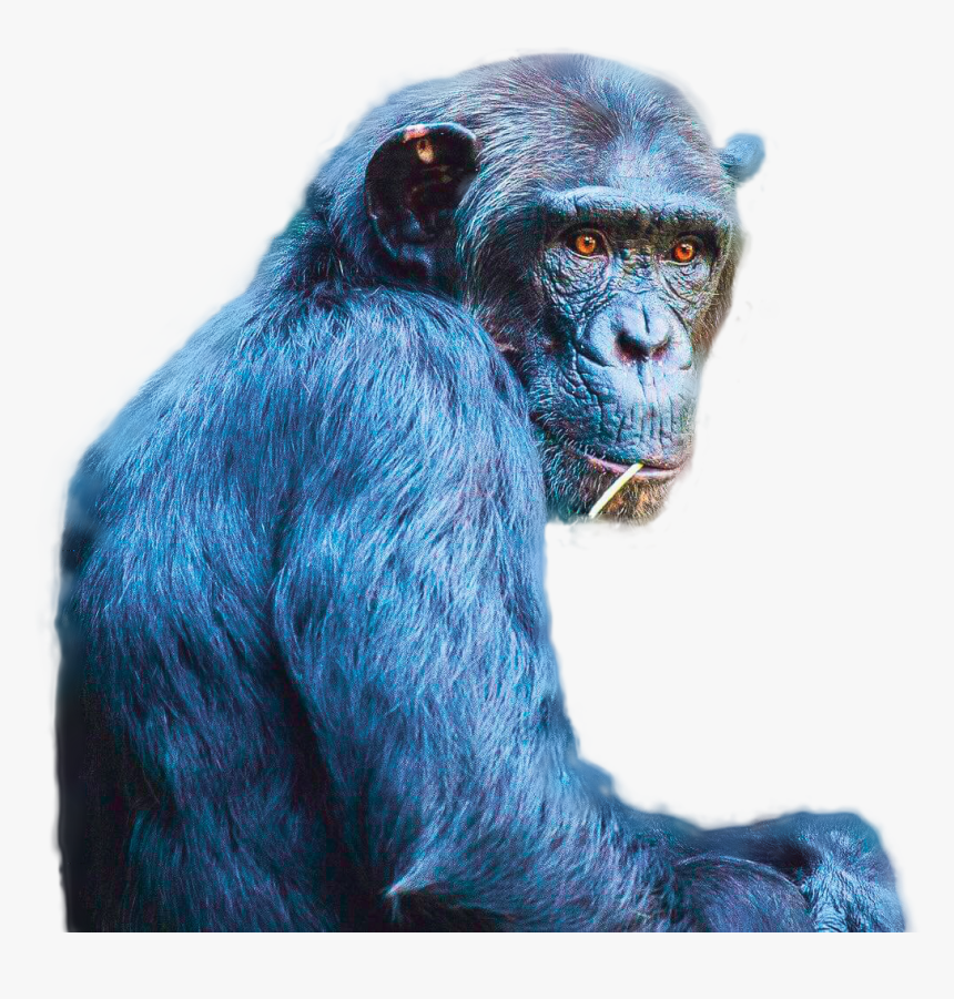 Chimp Cutout - Common Chimpanzee, HD Png Download, Free Download