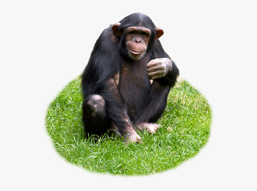 Common Chimpanzee, HD Png Download, Free Download