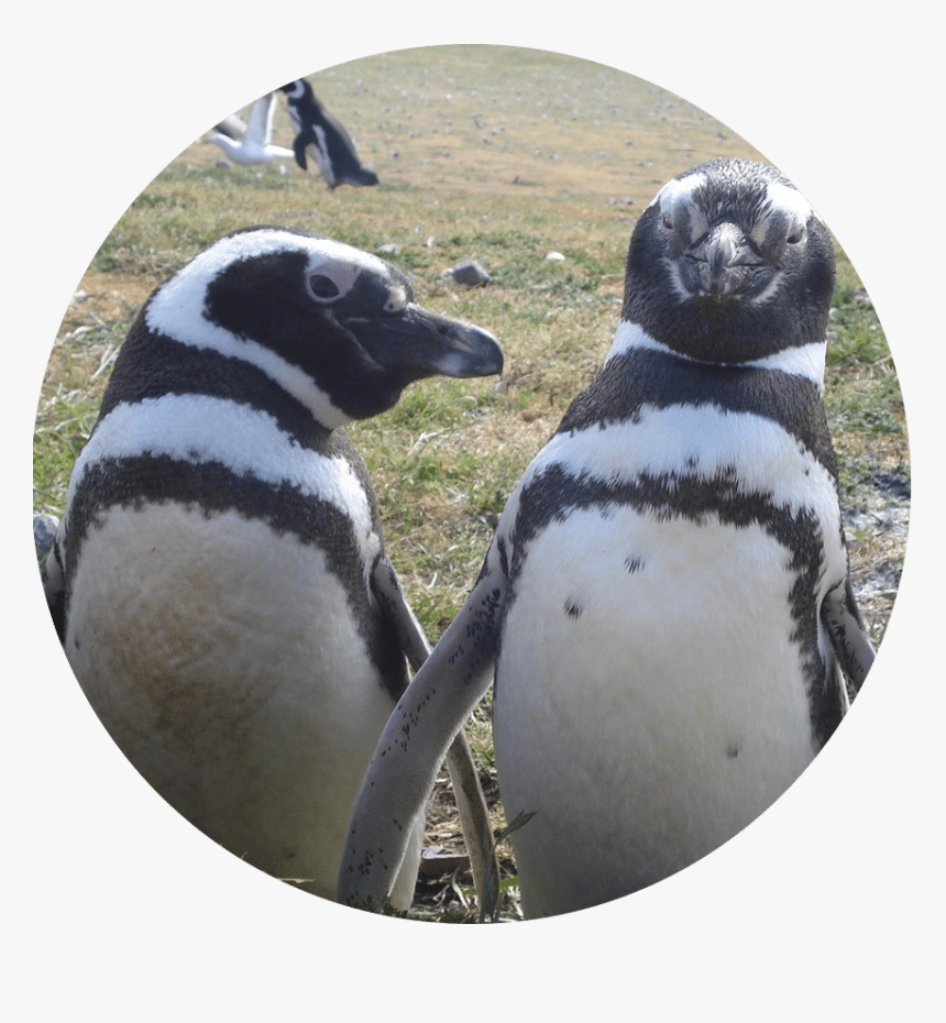 Lana Labs Penguins / Lana Labs Pinguine - Penguin, HD Png Download, Free Download