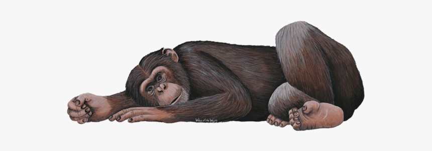 Chimpanzee Jungle Animal Wall Decal Sticker - Wall Decal, HD Png Download, Free Download