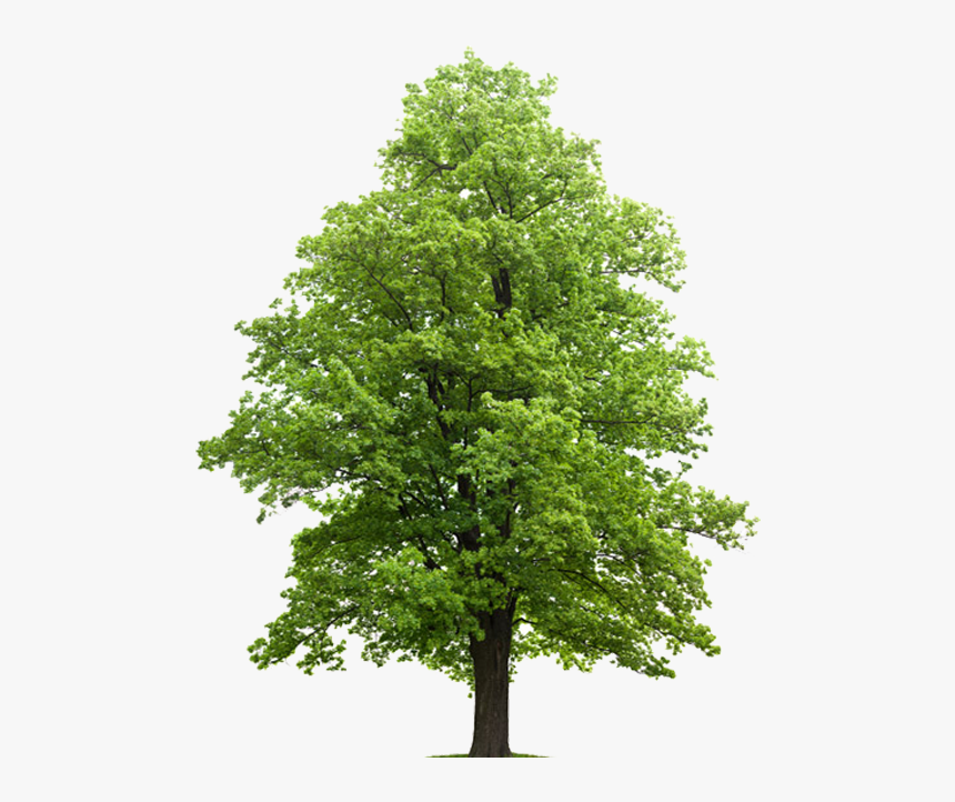 Win A Tree From Radnor Township - Sugar Maple Png, Transparent Png, Free Download