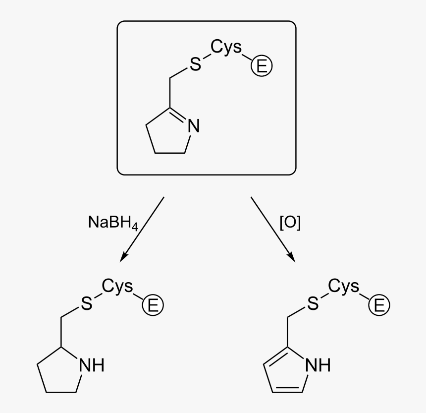 Diagram, HD Png Download, Free Download