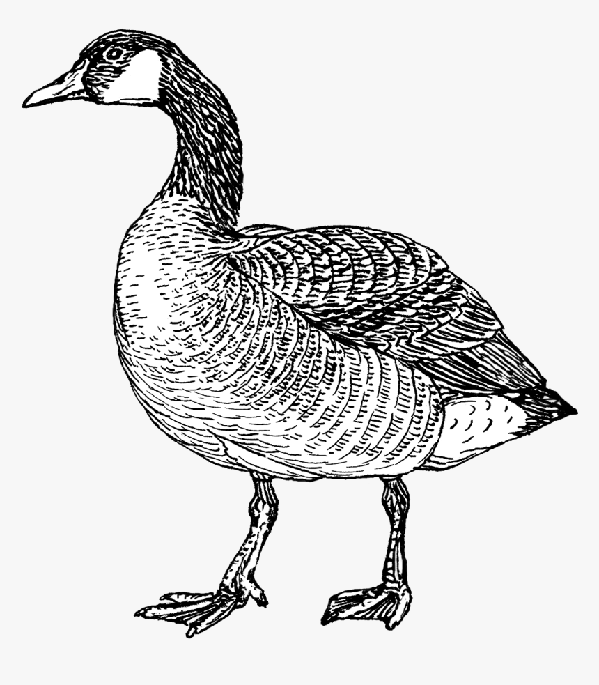 Goose - Canada Goose Black And White, HD Png Download, Free Download