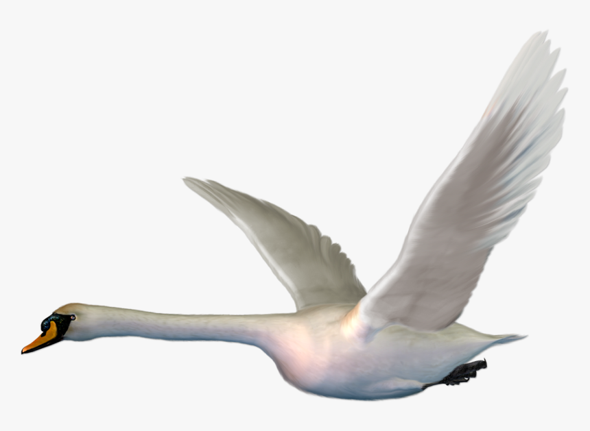 Cygnini Bird Goose Duck The Magic Swan Geese - White Duck Flying Png, Transparent Png, Free Download