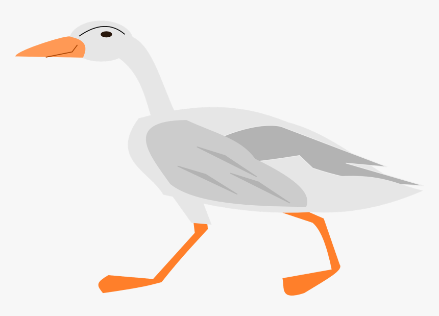 Duck, HD Png Download, Free Download