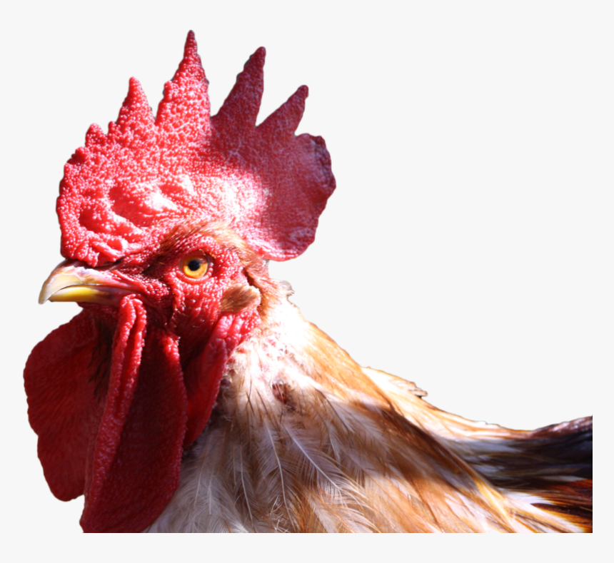 Hd Transparent Background Free - Chicken Head Transparent Background, HD Png Download, Free Download