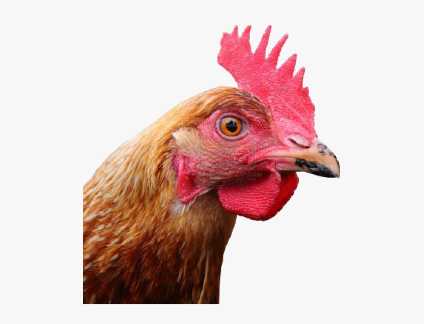Chicken Head Png Free Download - Head Of A Chicken, Transparent Png, Free Download