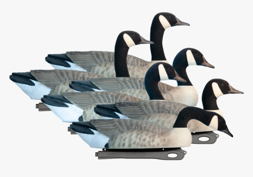 Canada Goose, HD Png Download, Free Download