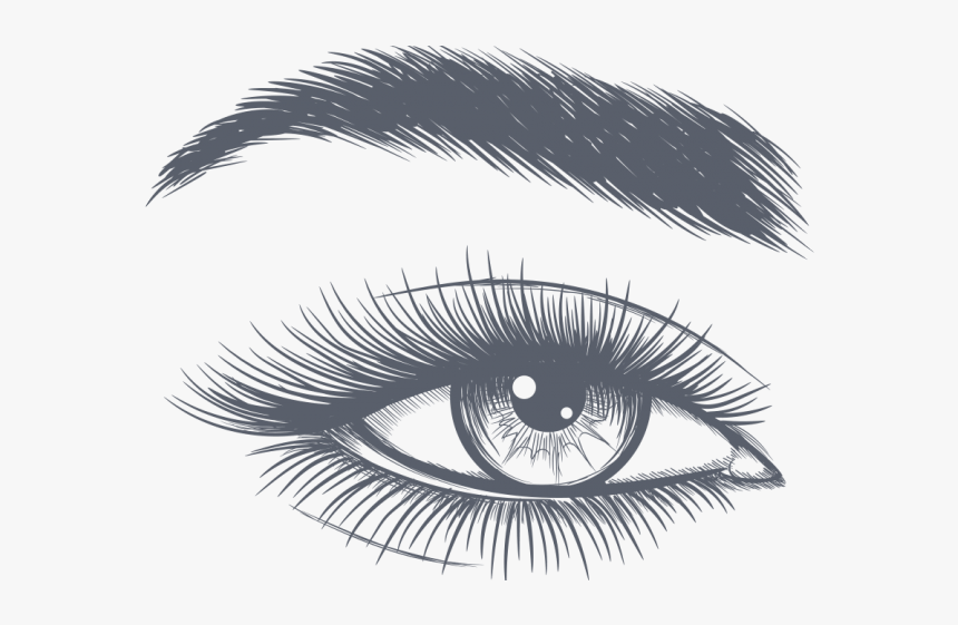Eyelash Clipart Clear Background - Eyebrow Clipart, HD Png Download, Free Download