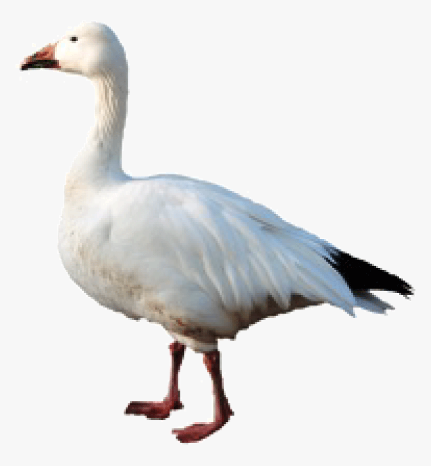 Snow Goose Png, Transparent Png, Free Download