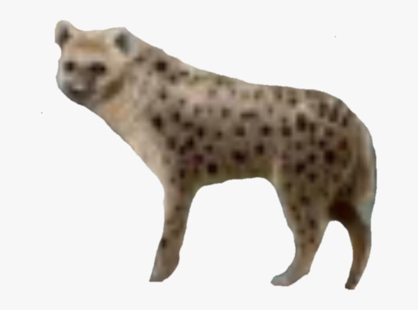 Spotted Hyena, HD Png Download, Free Download