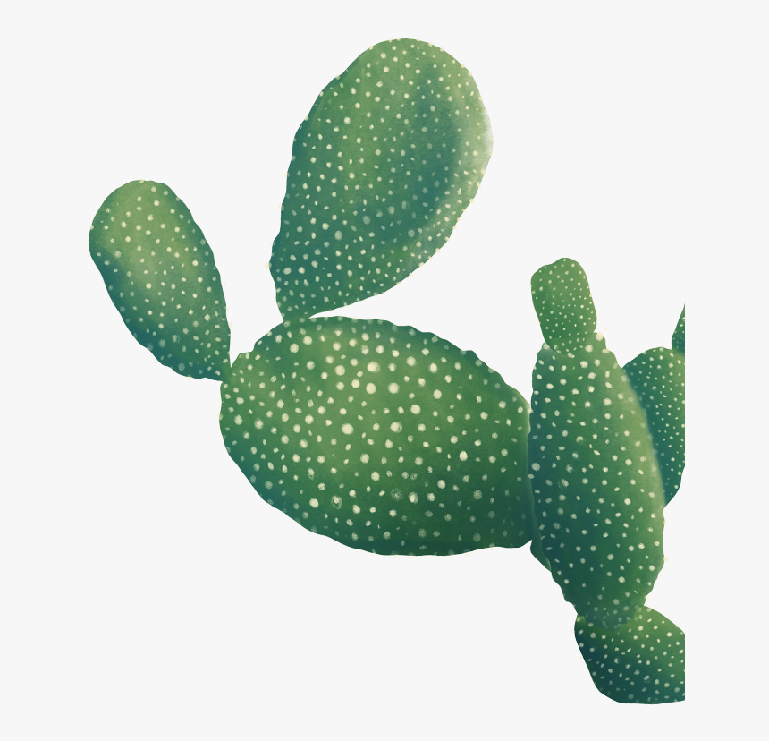 Eastern Prickly Pear, HD Png Download, Free Download