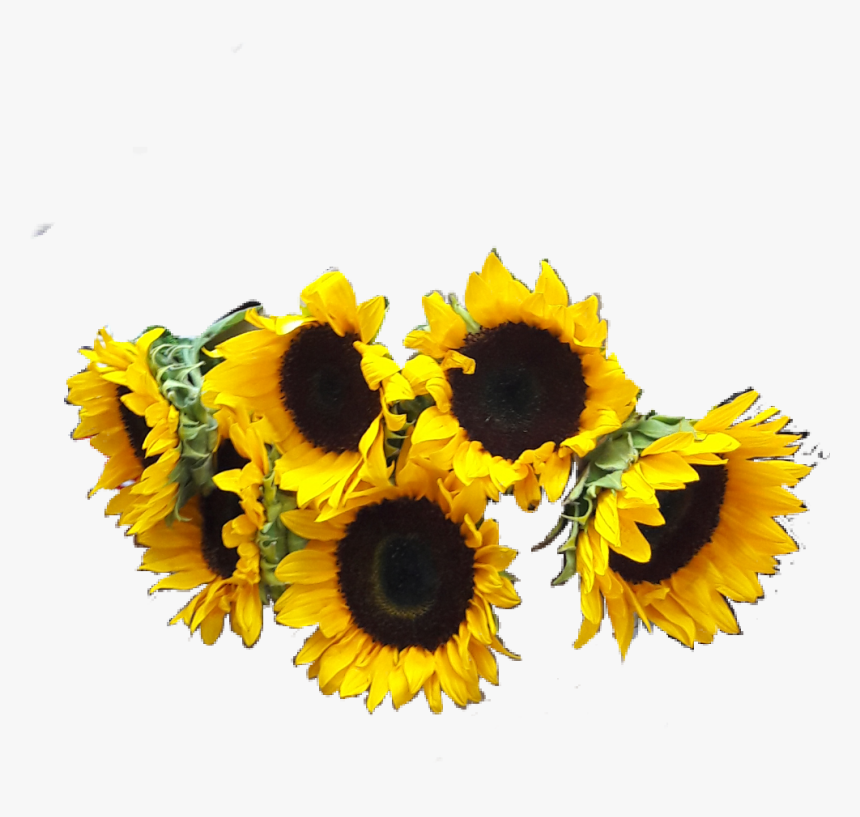 Girasoles Png , Png Download - Girasoles Png, Transparent Png, Free Download