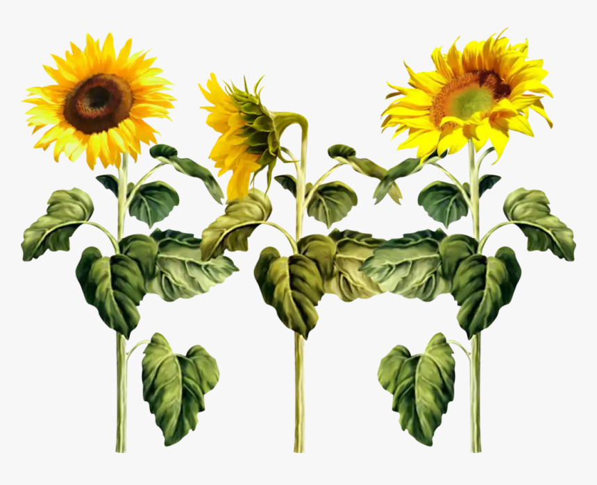 Ftestickers Sunflowers Sunflower Texture Cute Flower - Girasoles Png, Transparent Png, Free Download