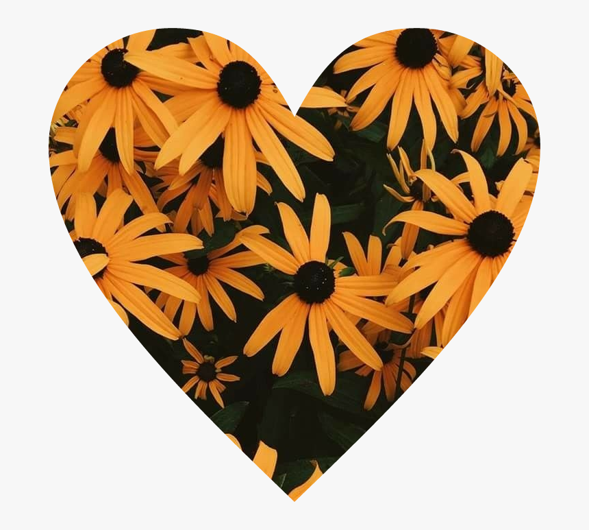 #corazón #girasoles #flores #love #yellow - Fondos De Girasoles, HD Png Download, Free Download