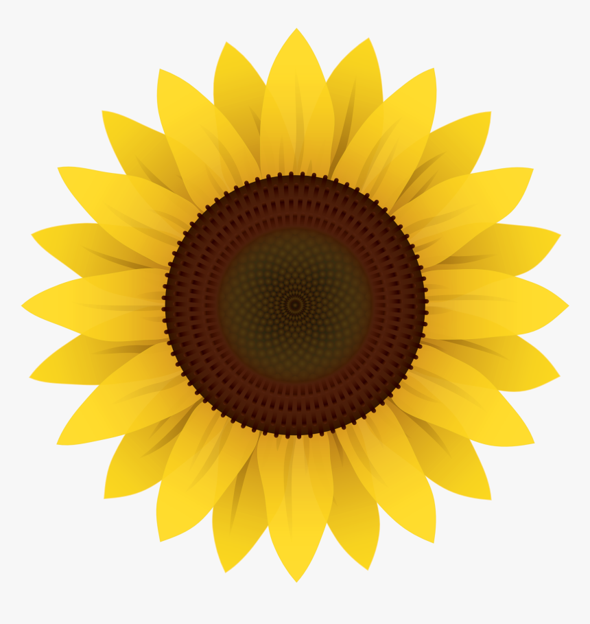 Common Sunflower Clip Art - Drawing Sunflower, HD Png Download, Free Download