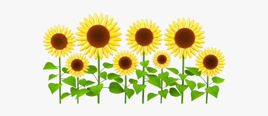 Girasol Animada En Png, Transparent Png, Free Download