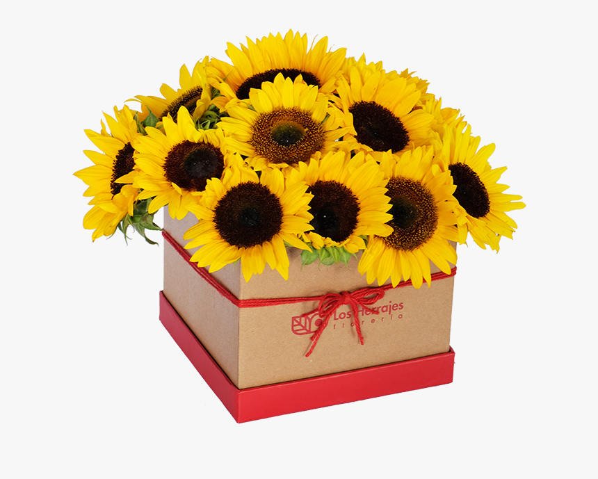Box De Girasoles - Sunflower, HD Png Download, Free Download