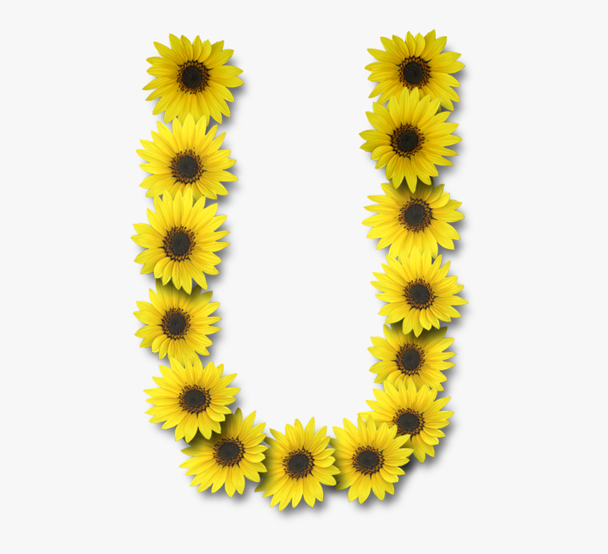 Flower Clipart Letter N - Letter U With Sunflowers, HD Png Download, Free Download