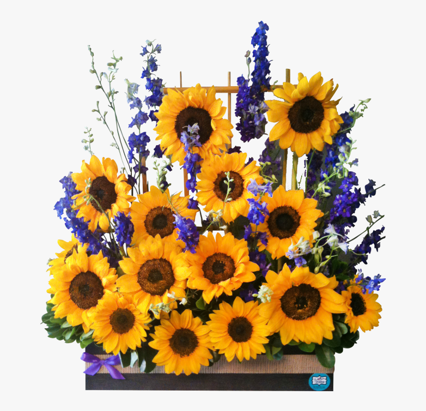 Jardín De Girasoles - Sunflower, HD Png Download, Free Download