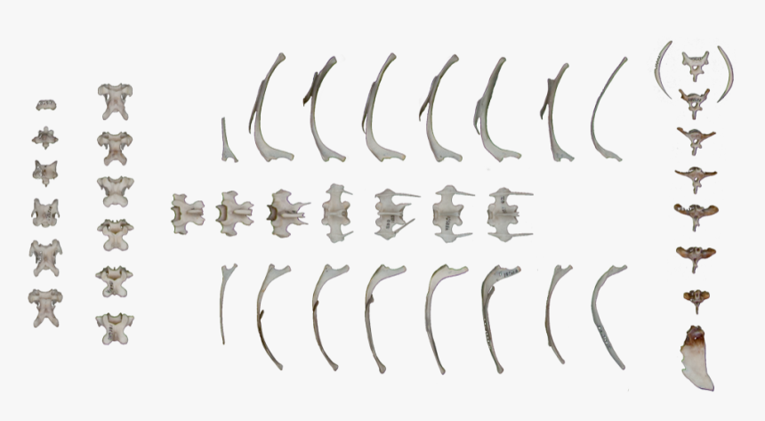 Ammunition, HD Png Download, Free Download