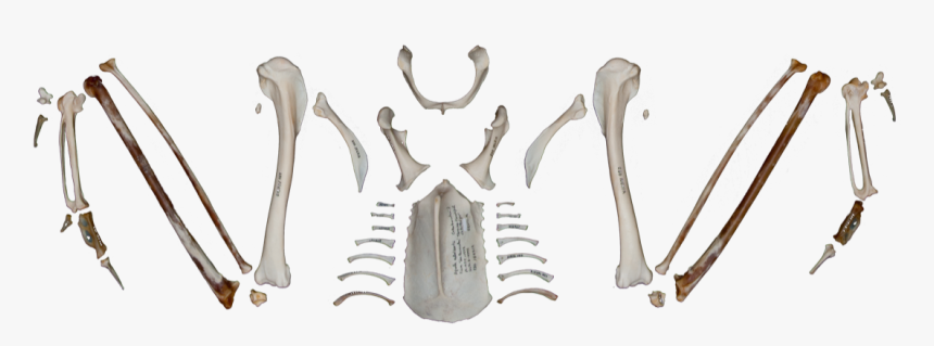 Weapon, HD Png Download, Free Download