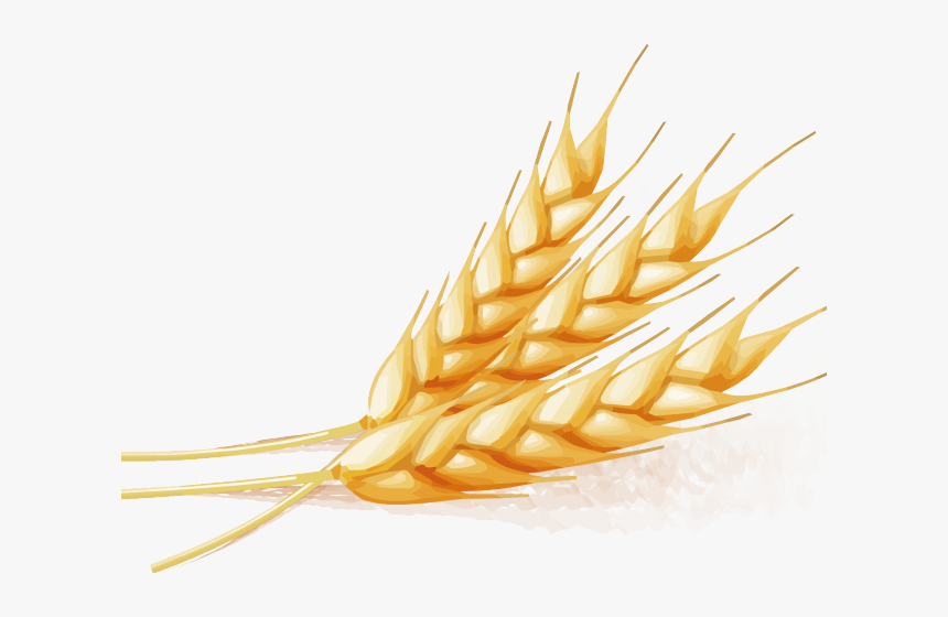 Wheat Vector - Transparent Wheat Vector Png, Png Download, Free Download