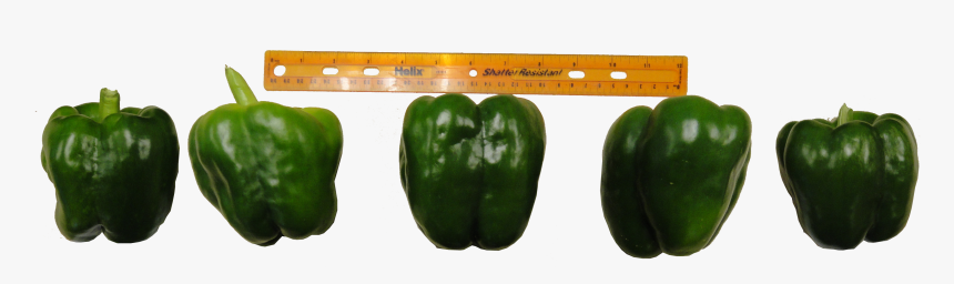 Bell Pepper Grading, HD Png Download, Free Download