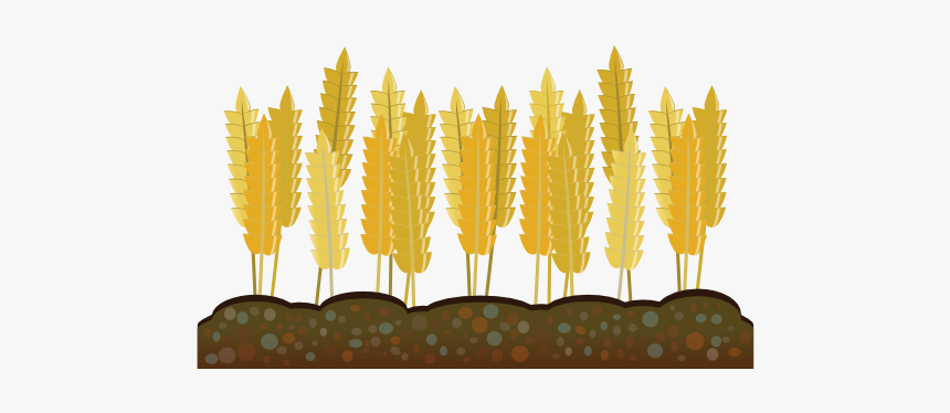 Abstract Crops Wheat 555px - Crops Clipart Transparent Background, HD Png Download, Free Download