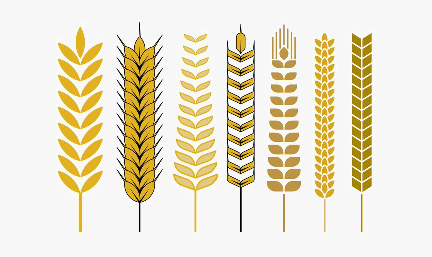 Wheat Png - Wheat Png Vector Line, Transparent Png, Free Download