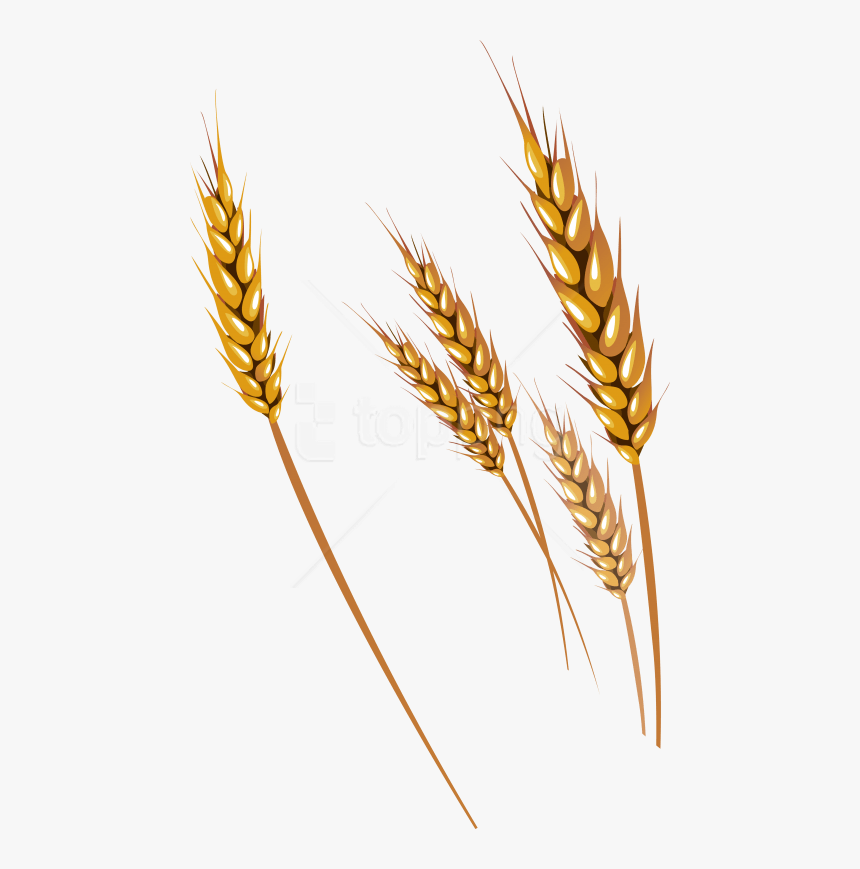 Wheat,food Grain,cereal Germ,triticale,einkorn Wheat,plant,elymus - Wheat Clipart Png, Transparent Png, Free Download