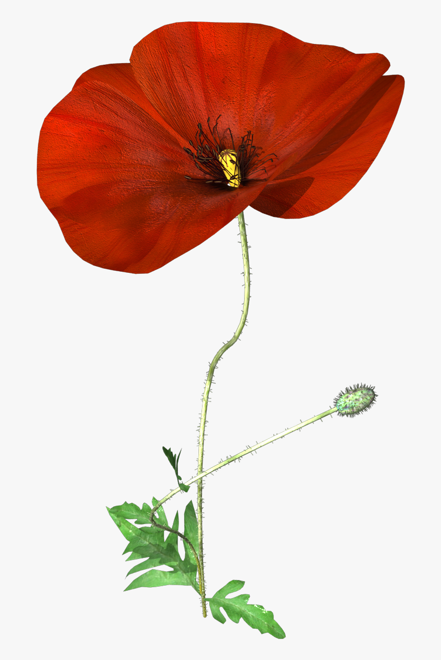 Hand Painted A Poppy Flower Png Transparent - Corn Poppy, Png Download, Free Download