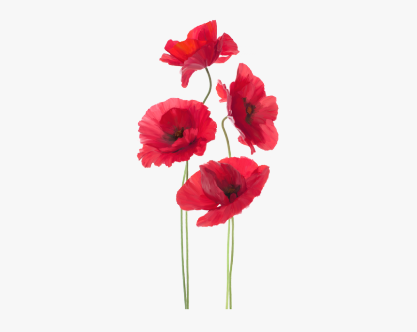 Flower,flowering Plant,red,cut Poppy,poppy,artificial - Remembrance Day, HD Png Download, Free Download
