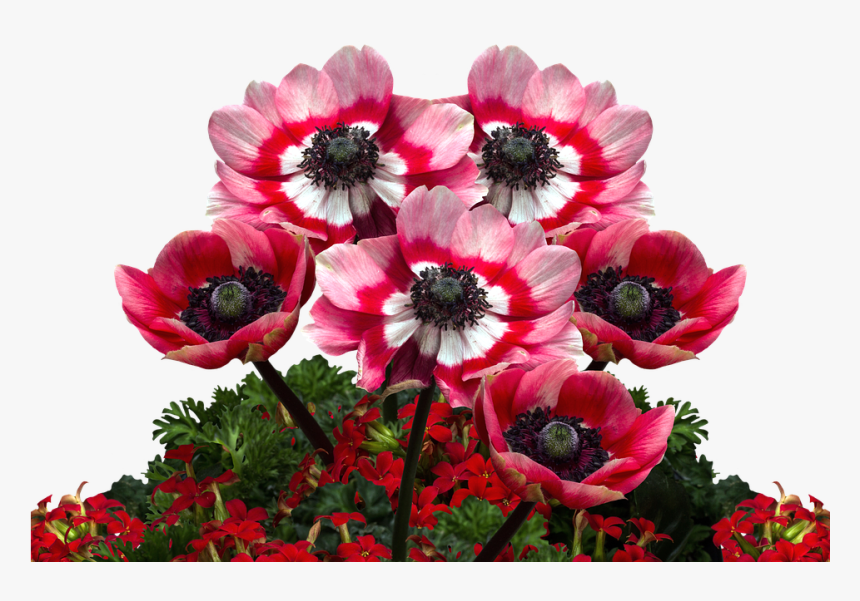Poppies, Poppy, Mohngewaechs, Poppy Flower, Red Poppy - Днем Рождения Внучка Валерия, HD Png Download, Free Download