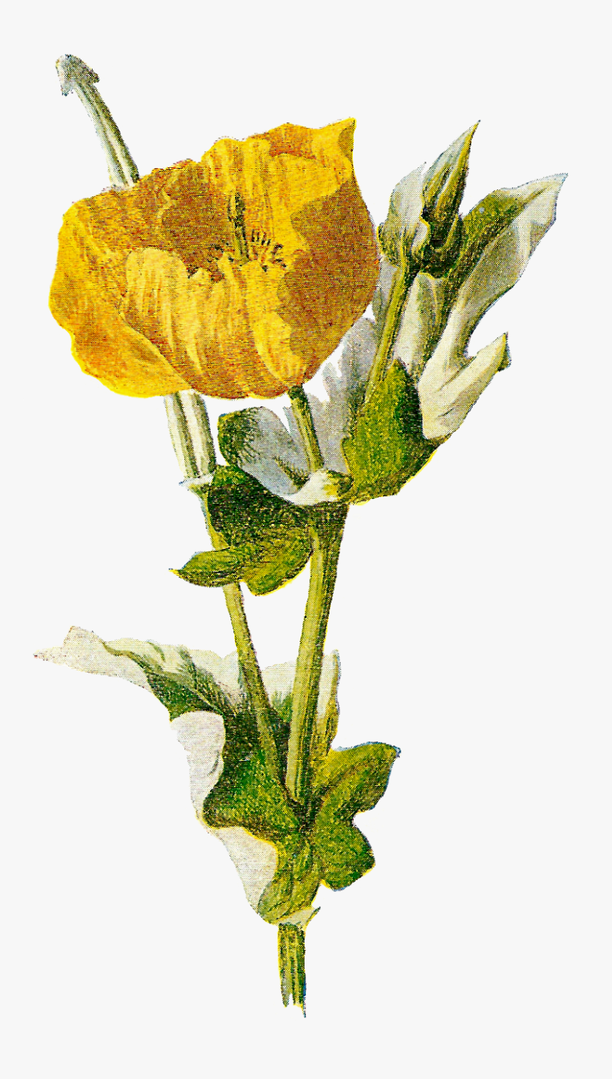 Transparent Poppy Flower Png - Opium Png, Png Download, Free Download