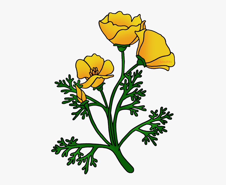 Buttercup At Getdrawings Com - California Flower Golden Poppy, HD Png Download, Free Download