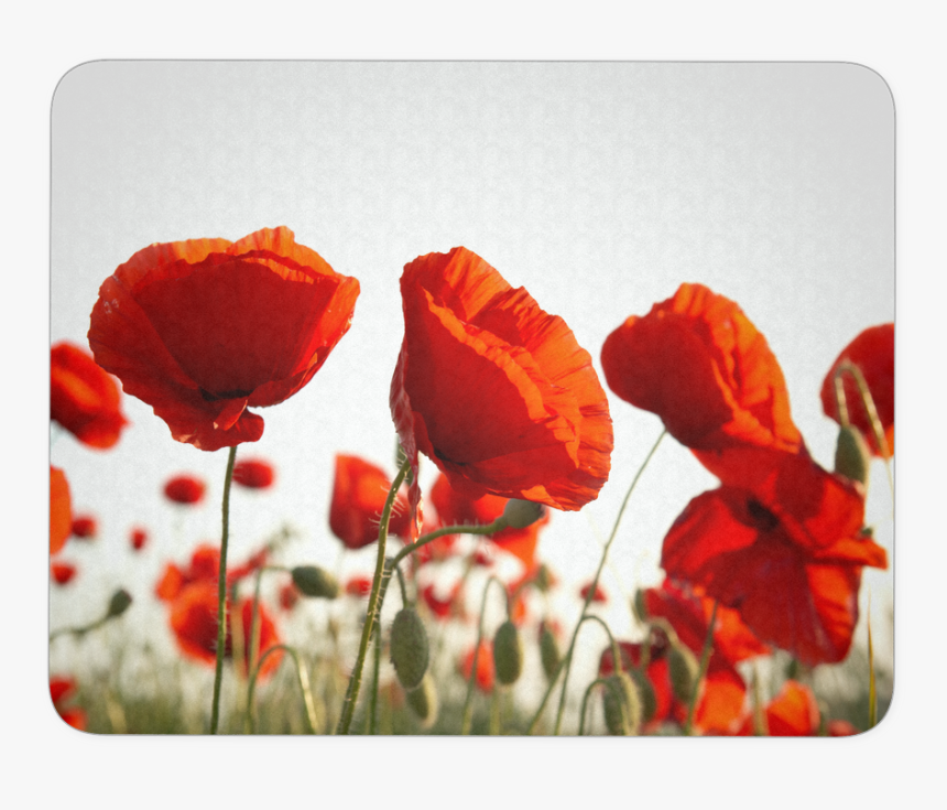 Poppy Flower Mouse Pad - Gelincik Yağlı Boya Tabloları, HD Png Download, Free Download